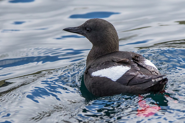 Black Guillemot (Cepphus grylle)