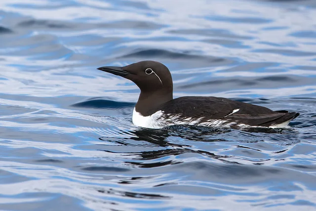 Guillemot (Uria aalge)