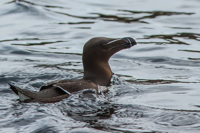 Razorbill (Alca torda)