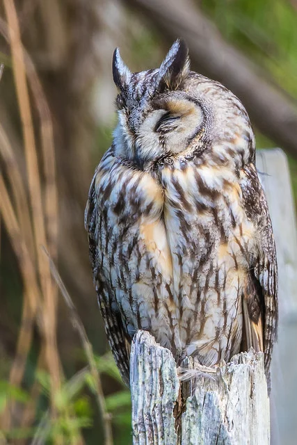 Long-eared Owls (Asio otus)