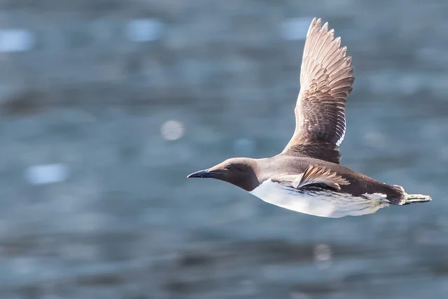 Guillemot (Uria aalge)