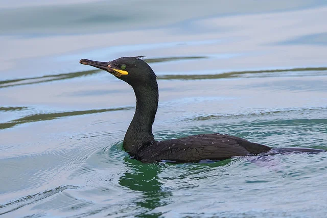Shag (Phalacrocorax aristotelis)