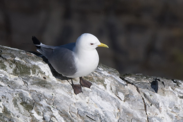 Kittiwake (Rissa tridactyla)