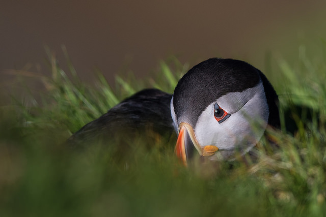 Puffin (Fratercula arctica)