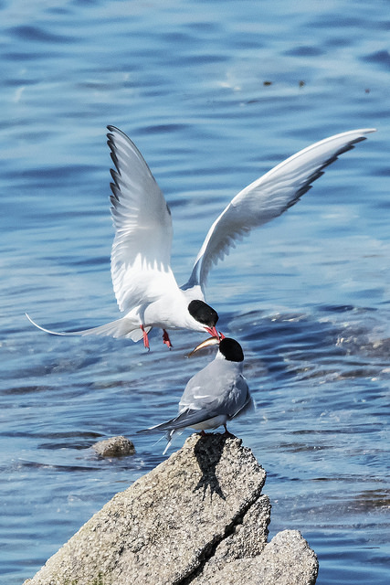 Arctic Tern (Sterna paradisaea)