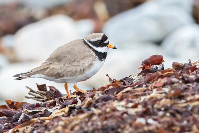 Ringed Plover (Charadrius hiaticula)