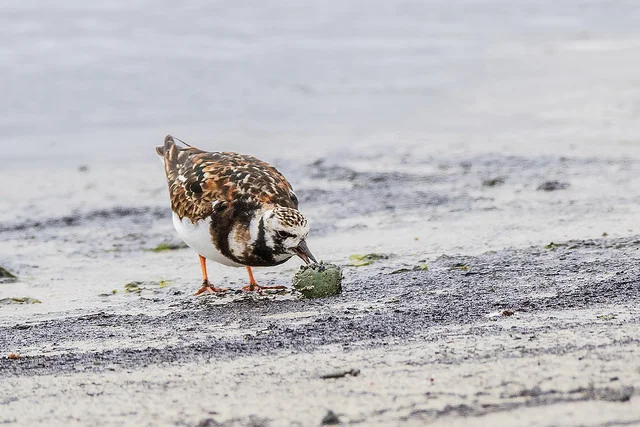 Turnstone (Arenaria interpres)
