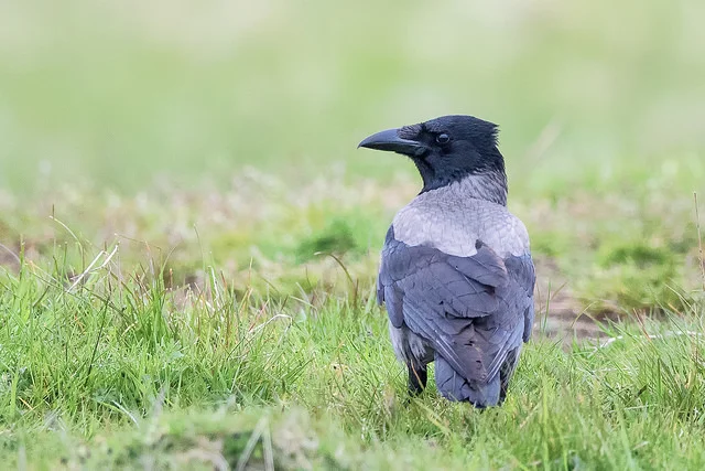 Hooded Crow (Corvus cornix)