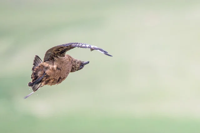 Great Skua (Stercorarius skua)