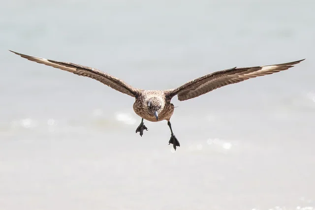 Great Skua (Stercorarius skua)