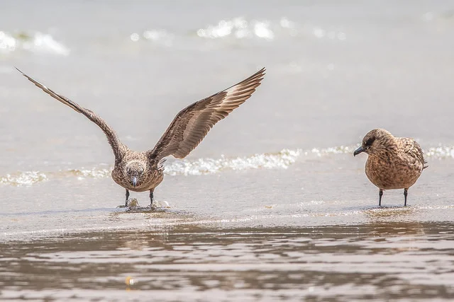 Great Skua (Stercorarius skua)