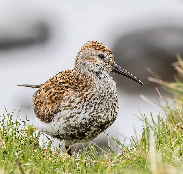 Dunlin (Calidris alpina)