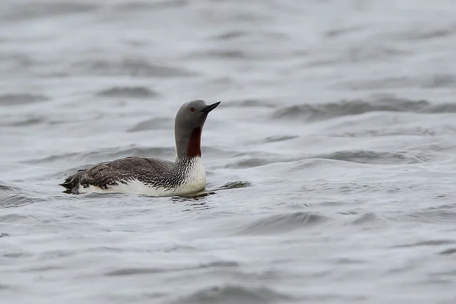 Red-throated Diver (Gavia stellata)