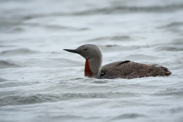 Red-throated Diver (Gavia stellata)
