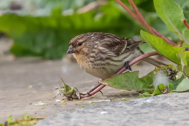 Twite (Carduelis flavirostris)