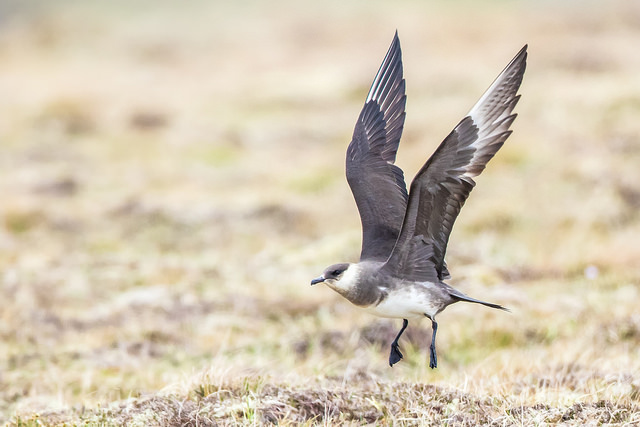 Arctic Skua (Stercorarius parasiticus)