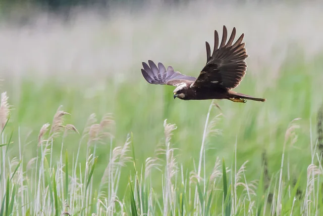 Marsh Harrier (Circus aeruginosus)