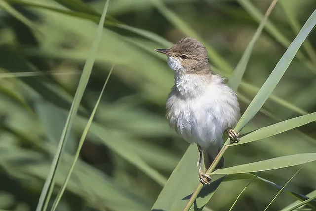Reed Warbler (Acrocephalus scirpaceus)