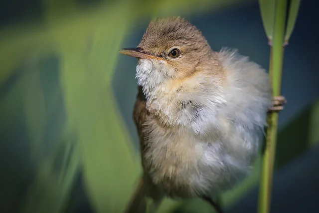 Reed Warbler (Acrocephalus scirpaceus)