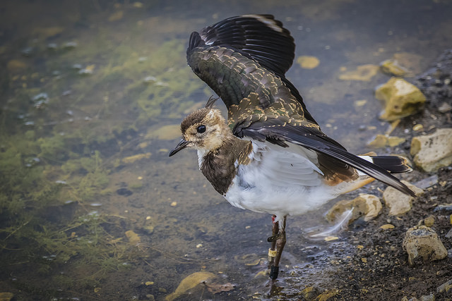 Lapwing (Vanellus vanellus)