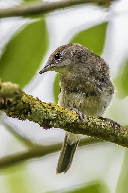 Blackcap (Sylvia atricapilla)