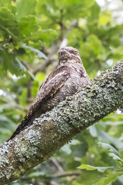 Nightjar (Caprimulgus europaeus)