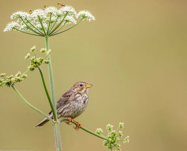 Corn Bunting (Emberiza calandra)