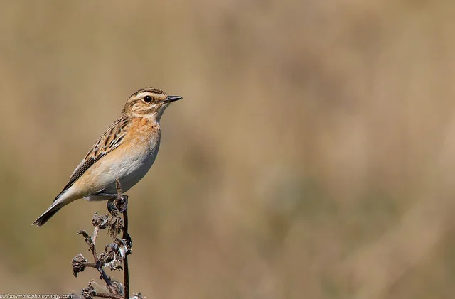 Whinchat (Saxicola rubetra)