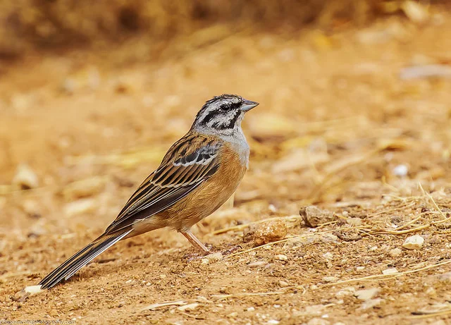 Rock Bunting (Emberiza cia)