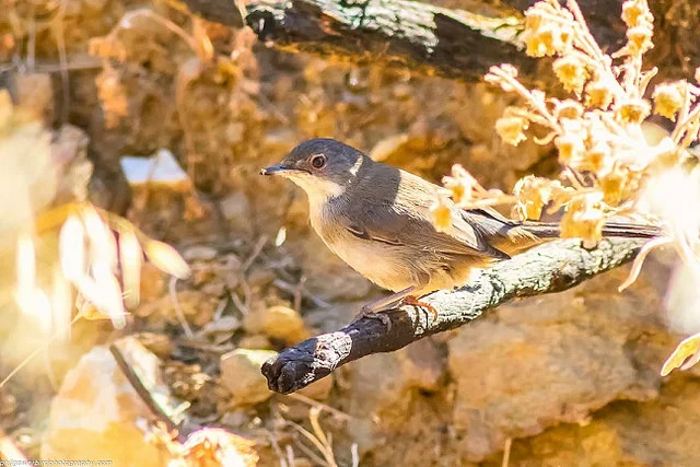 Sardinian Warbler (Sylvia melanocephala)
