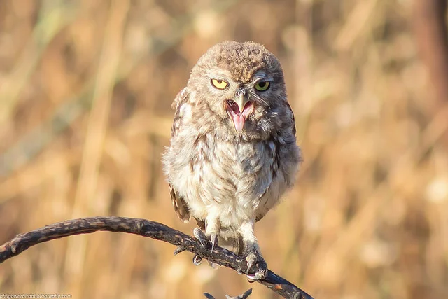 Little Owl (Athene noctua)