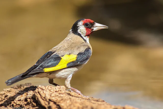 Goldfinch (Carduelis carduelis)
