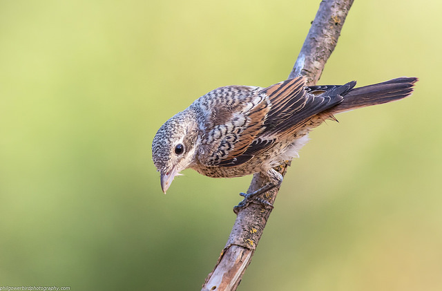 Red-backed Shrike (Lanius collurio)