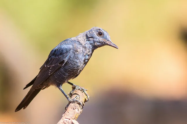 Blue rock-thrush (Monticola solitarius)