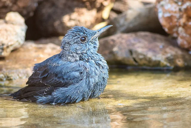 Blue rock-thrush (Monticola solitarius)