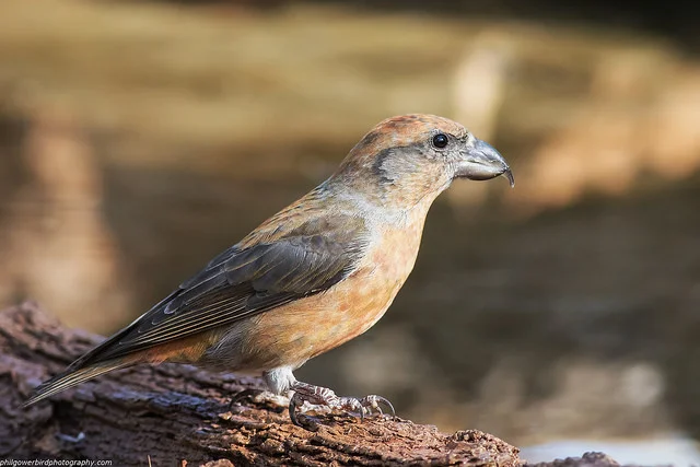 Common Crossbill (Loxia curvirostra)