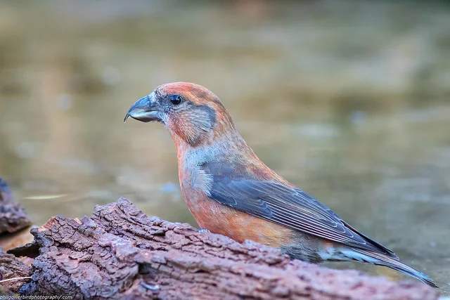 Common Crossbill (Loxia curvirostra)