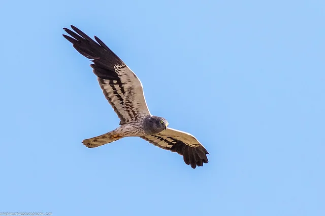 Montagu's Harrier (Circus pygargus)