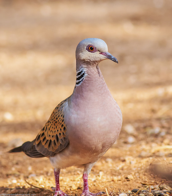 Turtle Dove (Streptopelia turtur)