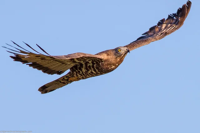 Honey Buzzard (Pernis apivorus)