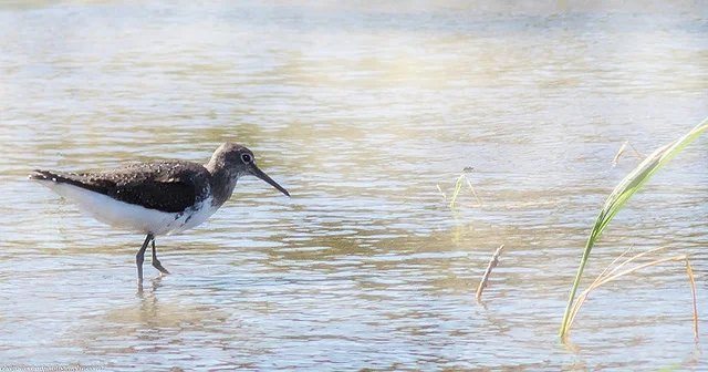 Green Sandpiper (Tringa ochropus)
