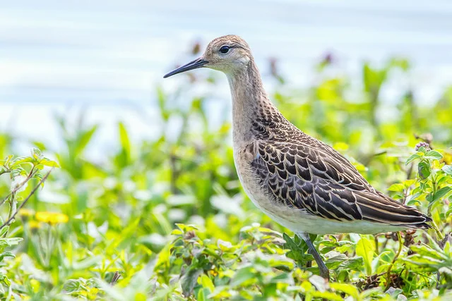 Ruff (Philomachus pugnax)