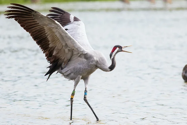 Common Crane (Grus grus)