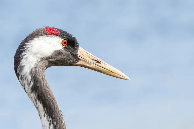 Common Crane (Grus grus)