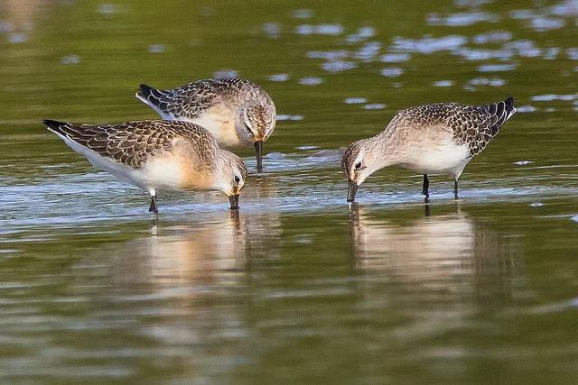 Curlew sandpiper (Calidris ferruginea)