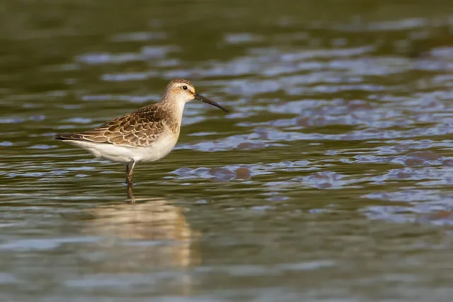 Curlew Sandpiper (Calidris ferruginea)