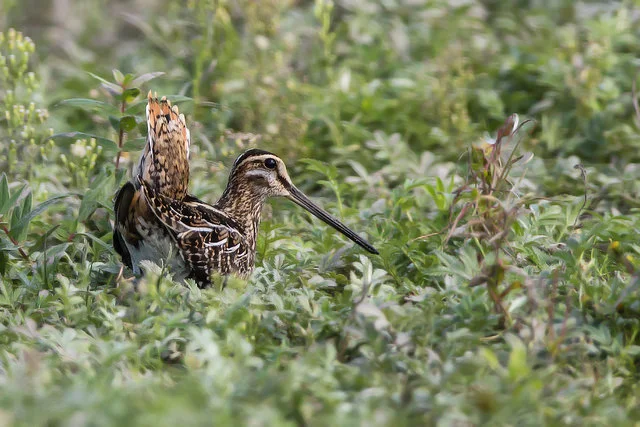 Common Snipe (Gallinago gallinago)