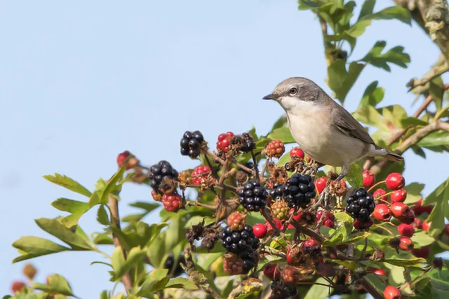 Lesser Whitethroat (Sylvia curruca)