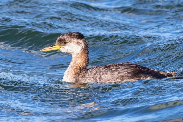Red-necked Grebe (Podiceps grisegena)