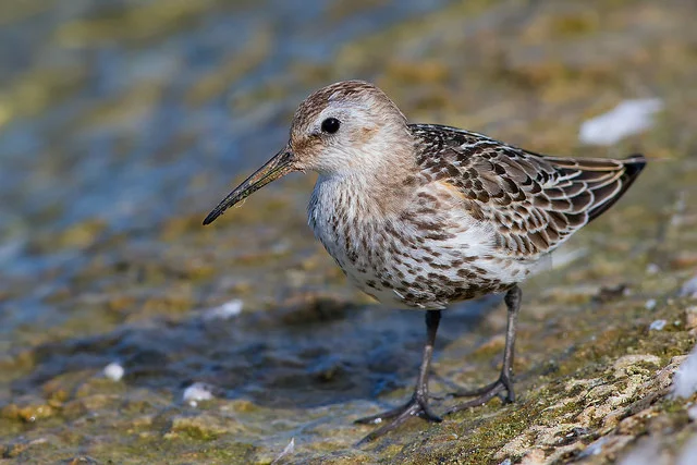 Dunlin (Calidris alpina)